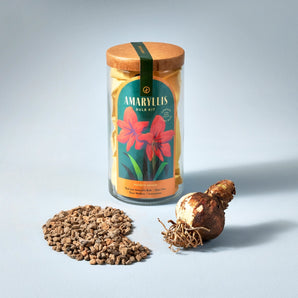 Modern Sprout - Bulb Kit Amaryllis
