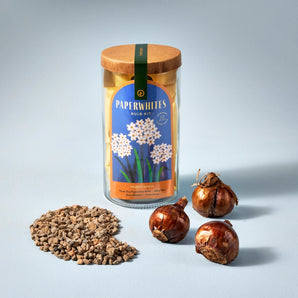 Modern Sprout - Bulb Kit Paperwhites
