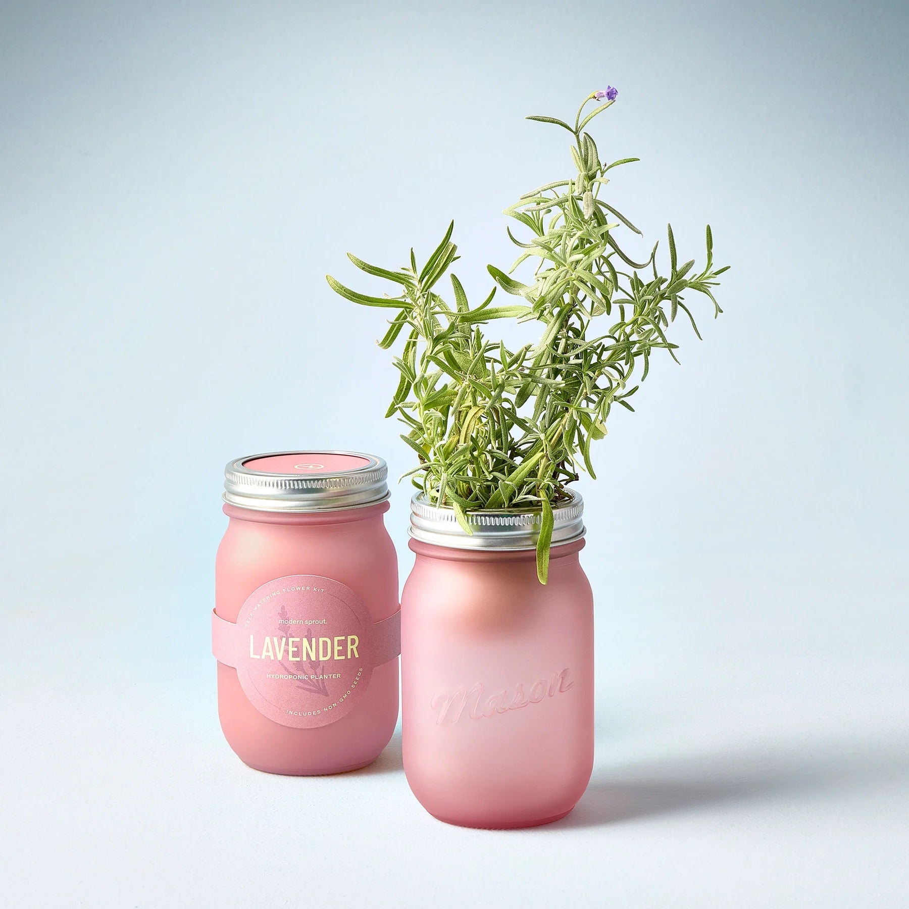 pint jar hydroponic planter Self-Watering Garden Jar | Pint-Sized Hydroponic Grow Kit